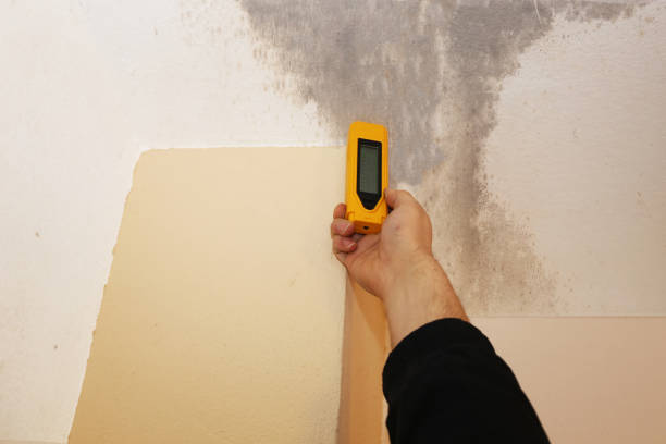 Best Mold Odor Removal Services  in Wolfe City, TX