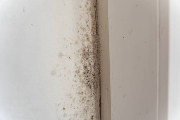 Best Basement Mold Removal  in Wolfe City, TX